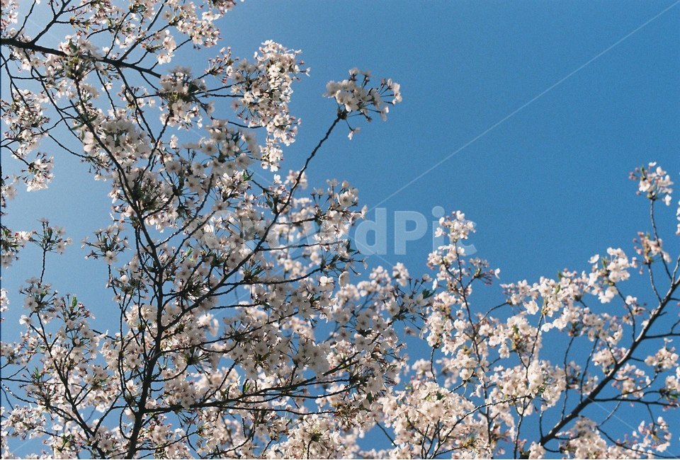 꽃,나무,감성,식물,자연,봄,봄,계절,spring,season,식물,자연,plants,nature,꽃,flower,plant,blossom,cherry blossom,벚꽃