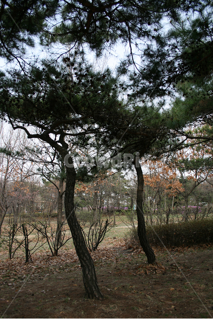 소나무,솔숲,나무,숲,식물,솔향,푸른숲,자연,풍경,nature,landscape,식물,plants,나무,trees,wood,tree,plant,tree trunk,나무 줄기