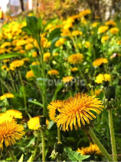 plant,식물,민들레,꽃,flower,식물,자연,plants,nature,꽃,flower