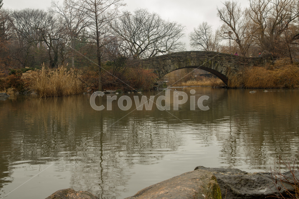 animal,beautiful,beauty,bird,centralparknewyorkcity,duck,green,natural,nature,outdoor,park,pond,water,wild,wildlife,오리,공원,연못,센트럴파크,뉴욕