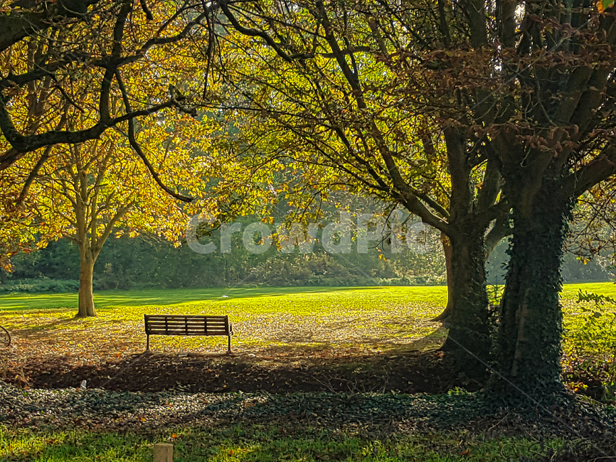 의자,나무,풍경,가을,필름,감성,쓸쓸함,bench,tree,landscape,fall,film,emotion,lonly