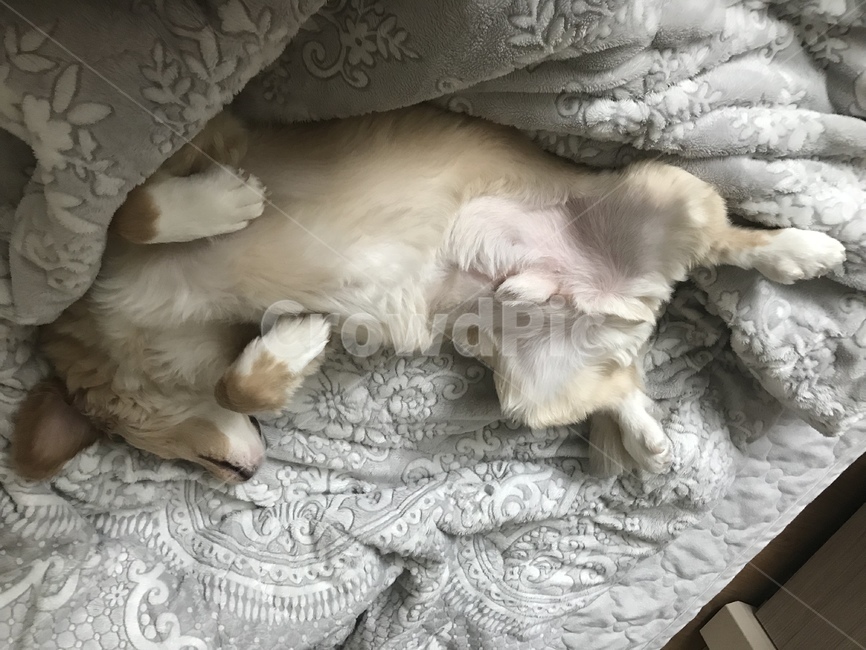 꿀잠,수면,뻗은동물,귀여운동물,강아지