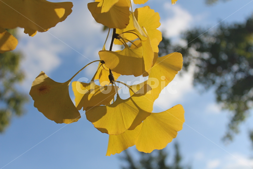 plant,식물,은행잎,잎,yellow,가을,계절,fall,autumn,season,leaf