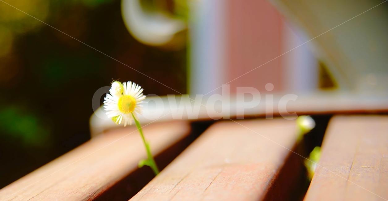 꽃,FLOWER,벤ㅊ,따뜻함,봄,SONYA7,식물,자연,plants,nature,꽃,flower,감성,sensible,feeling