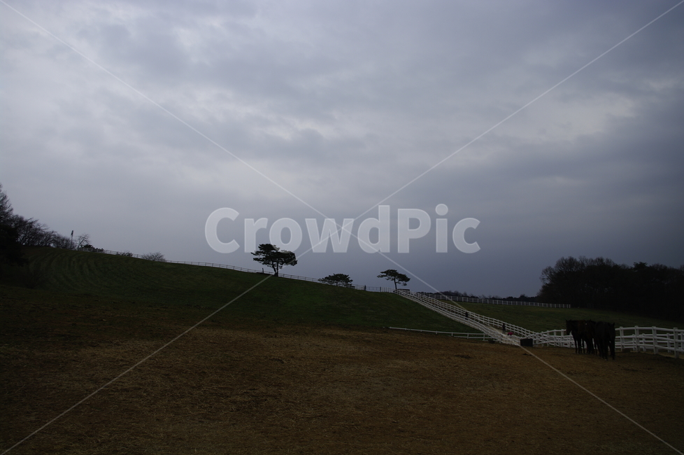 목장,울타리,하늘,나무,풍경,동물,animal,포유류,mammal,산업,industry,industrial,목축업,목장,livestock farming,ranching,pasture