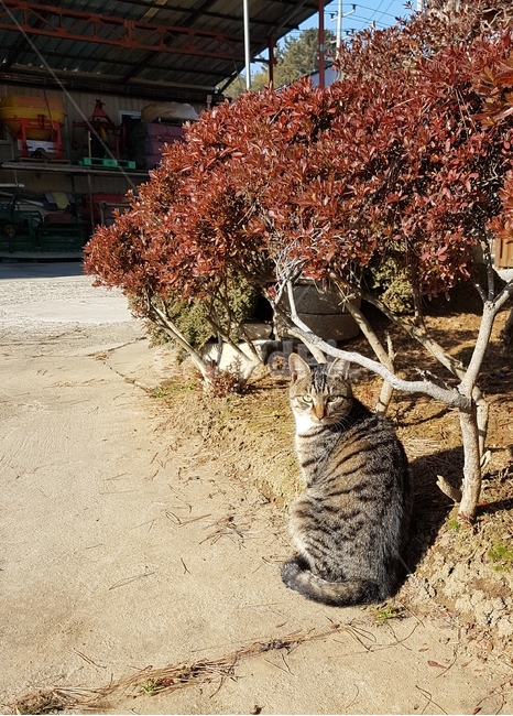 고양이,켓,시골,동물,마당,컨츄리,해,햇빛,앉아있는,줄무늬,배경,바탕