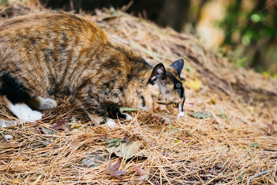 고양이,cat,길고양이,냥이,냥냥이,동물,animal,포유류,mammal,고양이,cat,kitten,kitty