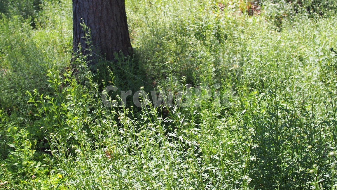 나무,잎사귀,나뭇잎,야생화,풀잎,밑동,아련한,감성,자연,식물,정원,휴식,숲속,forest,park,garden,leaves,grass,nature,botany,morning,아침,식물,자연,plants,nature