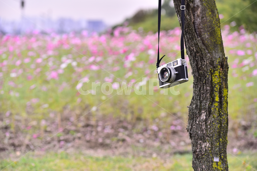 필름카메라,카메라,코스모스밭,가을배경,컨셉,콘셉,필름감성,가을분위기,시즌,계절,아날로그,빈티지,전자기계,나무,season,camera,electronics,filmcamera,복고풍,뉴트로,레트로,vintage,retro,newtro,antique,앤틱,골동품,컬렉션,collection,전자기기,금속,배경,바탕,백그라운드,background,사진작가,포토그래퍼,photographer,사물,물건,오브젝트,thing,object,matter