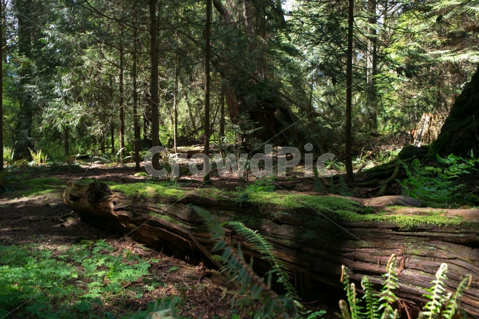 스냅,snap,풍경,landscape,여행,travel,자연,nature,이끼,나무,자연,풍경,nature,landscape,식물,plants,나무,trees,wood,휴식,힐링,rest,relaxation,healing,vegetation,초목,plant,tree,outdoors,옥외,land,땅,forest,숲,woodland,삼림지