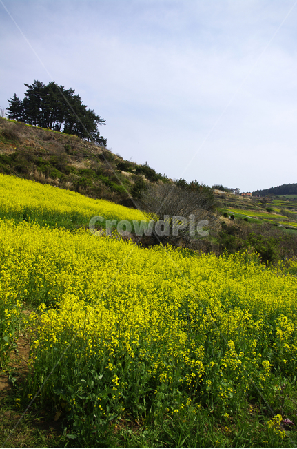 유채꽃,꽃밭,꽃,flower,계절,봄,spring,하늘,풍경,봄,계절,spring,season,자연,풍경,nature,landscape,grassland,목초지,field,들,outdoors,옥외