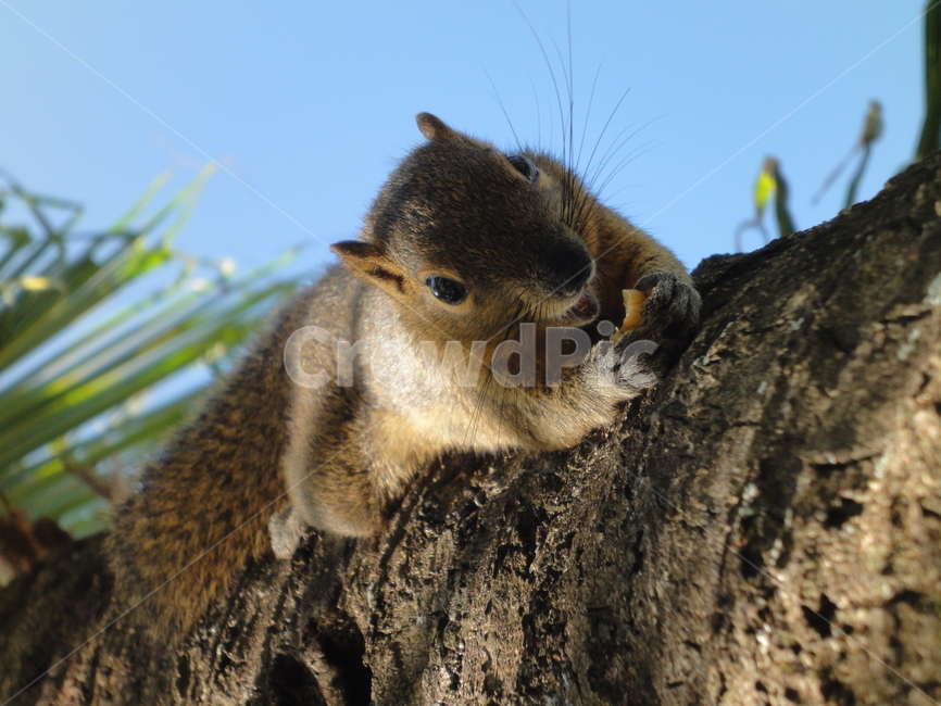 green pine hat,squirrel,tree,hanging,eating,wild