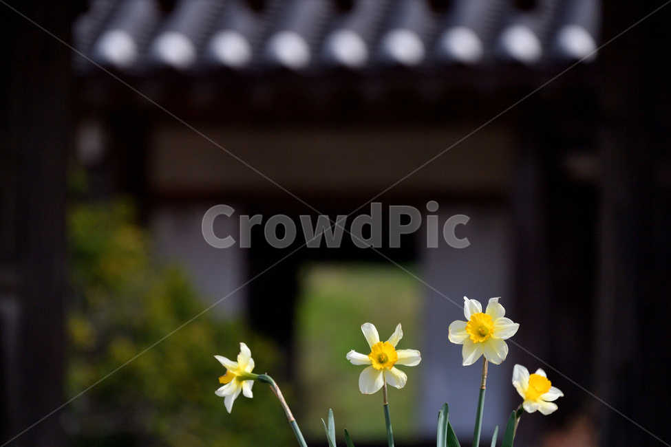 수선화,꽃사진,풍경사진,Flower,서산여행,서산,식물,자연,plants,nature,꽃,flower