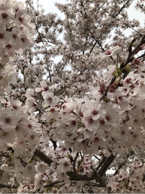 벚꽃,꽃,봄,자연,식물,봄꽃,분홍,봄,계절,spring,season,식물,자연,plants,nature,꽃,flower,plant,blossom
