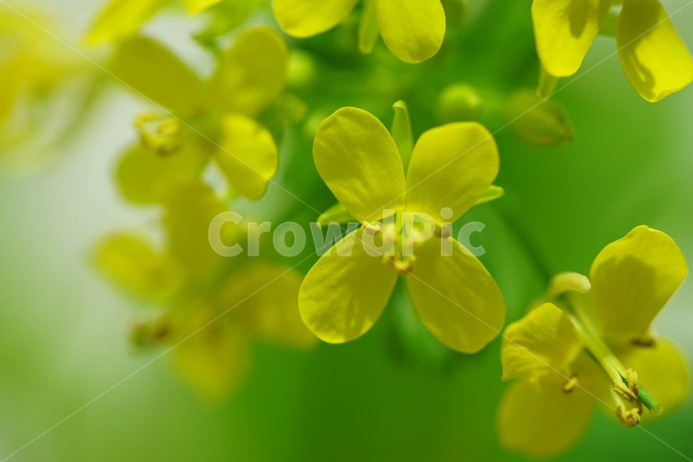 유채꽃,노랑유채,봄꽃,평지,유채,식물,자연,plants,nature,꽃,flower