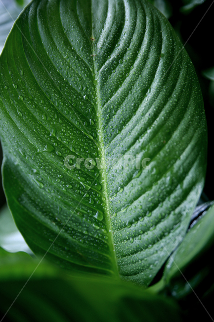나뭇잎,이슬,물방울,초록,싱그러움,잎,풀잎,식물,자연,plants,nature
