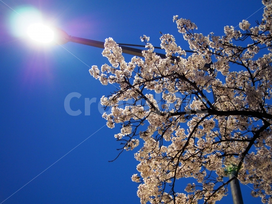 벚꽃,봄,flower,벚꽃나무,야경,봄,계절,spring,season,식물,자연,plants,nature,꽃,flower,plant