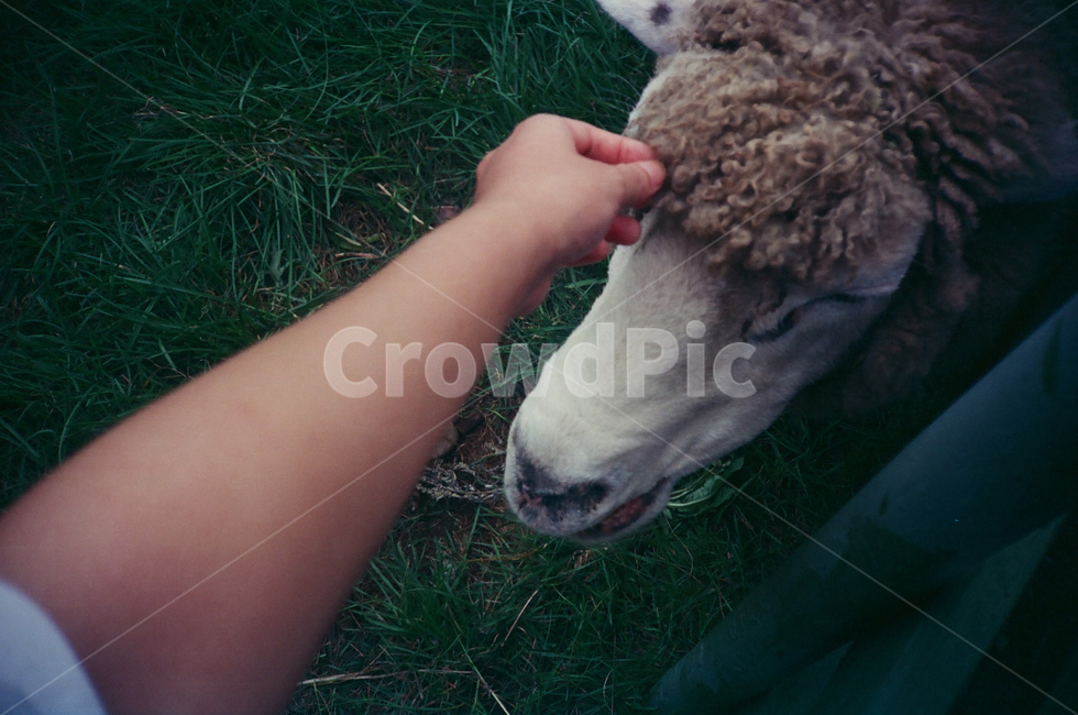 양떼목장,양,잔디,동물,초록,green,fresh,강릉시,필름,cine,빈티지
