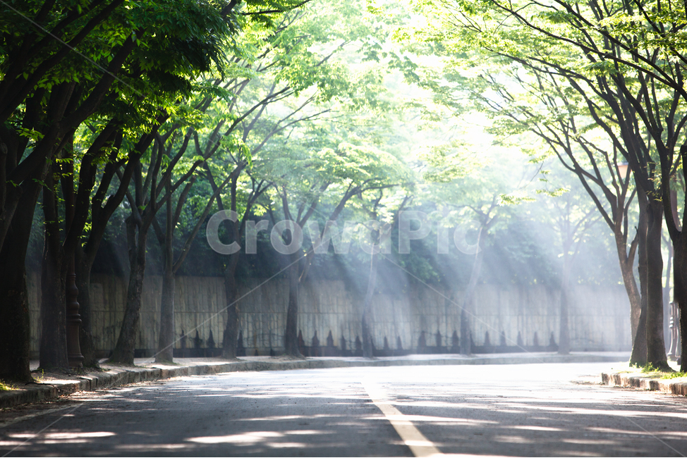 forest,Incheon Grand Park,forest of trees,trees,summer,trail,morning light,walking course,road,record,sight,Garosugil,Grand Park,park,tree tunnel,green,tree,leaf,shine,morning,jogging course,light,colonnade,background,plant,road name,walking path