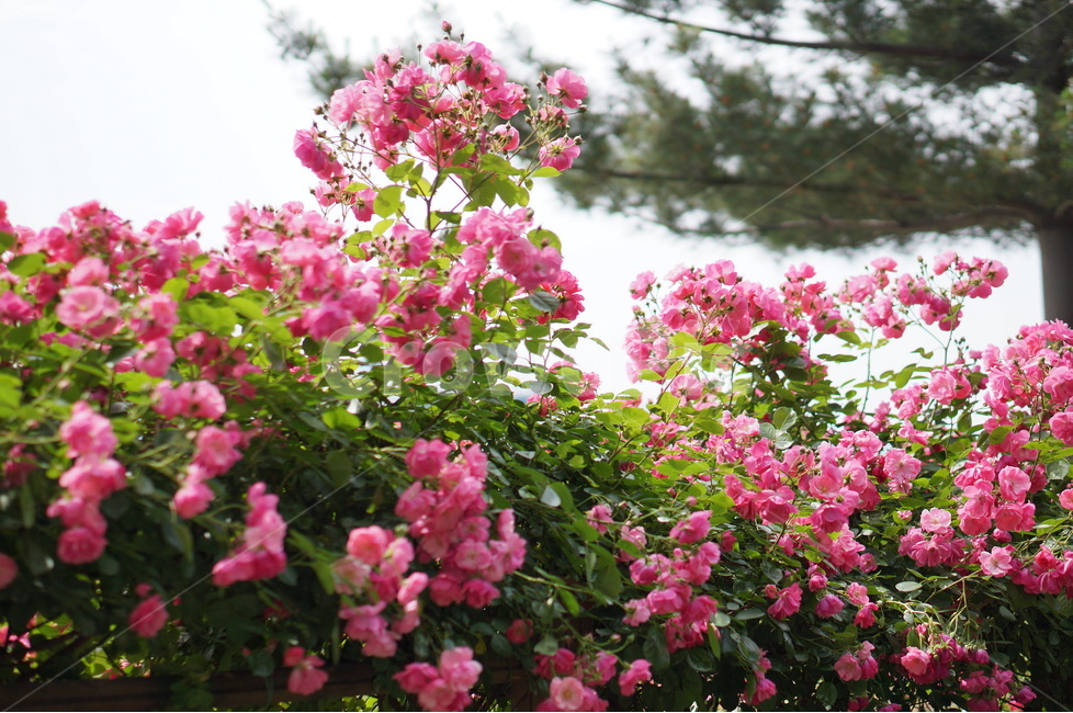 장미,꽃,풍경,핑크,5월,식물,자연,plants,nature,꽃,flower