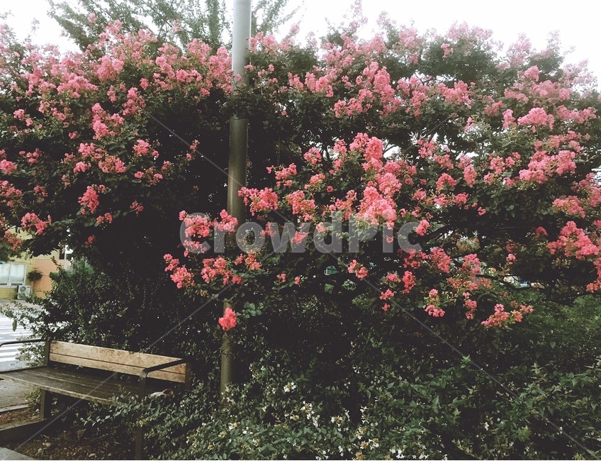 outdoors,garden,정원,벤치,꽃,식물,식물,자연,plants,nature,꽃,flower
