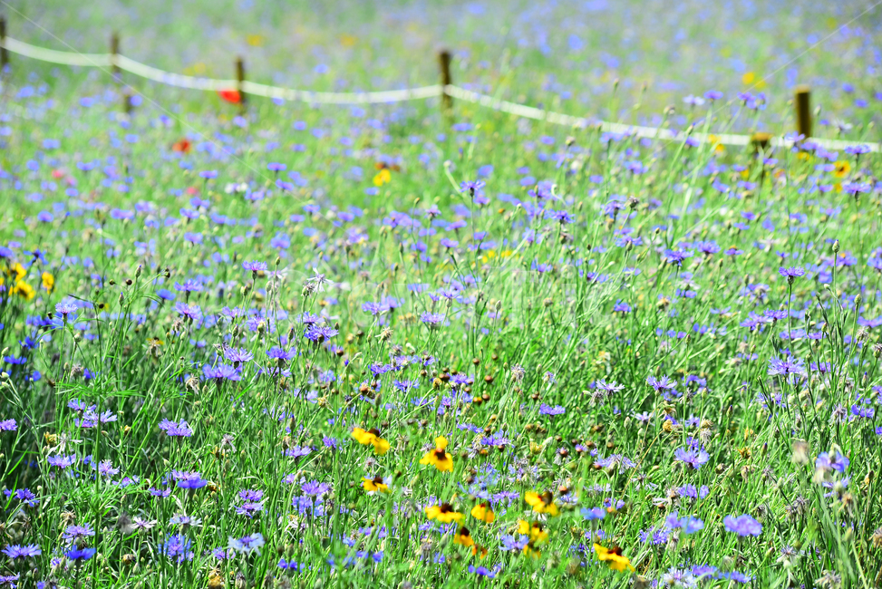 꽃밭,꽃길,전원풍경,시즌,계절,season,flowers,수레국화,금계국,배경,바탕,백그라운드,flowergarden,가느,정원,6월,목가적,풍경,landscape,들꽃,꽃누리,background,힐링,healing