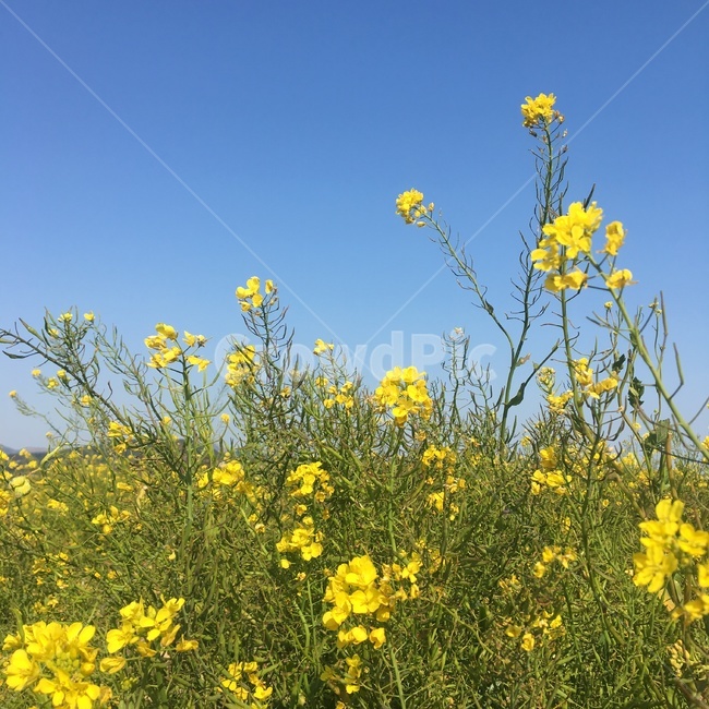유채꽃,노란꽃,꽃,제주도,제주풍경