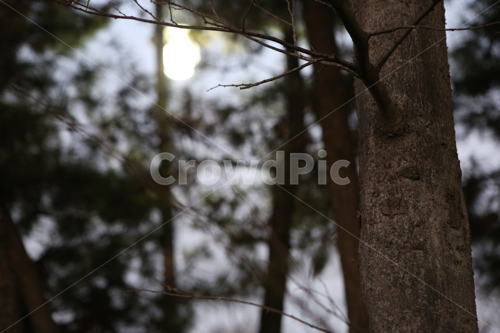 나무,조명,은은한분위기,초저녁,포커스아웃,식물,자연,plants,nature,나무,trees,wood