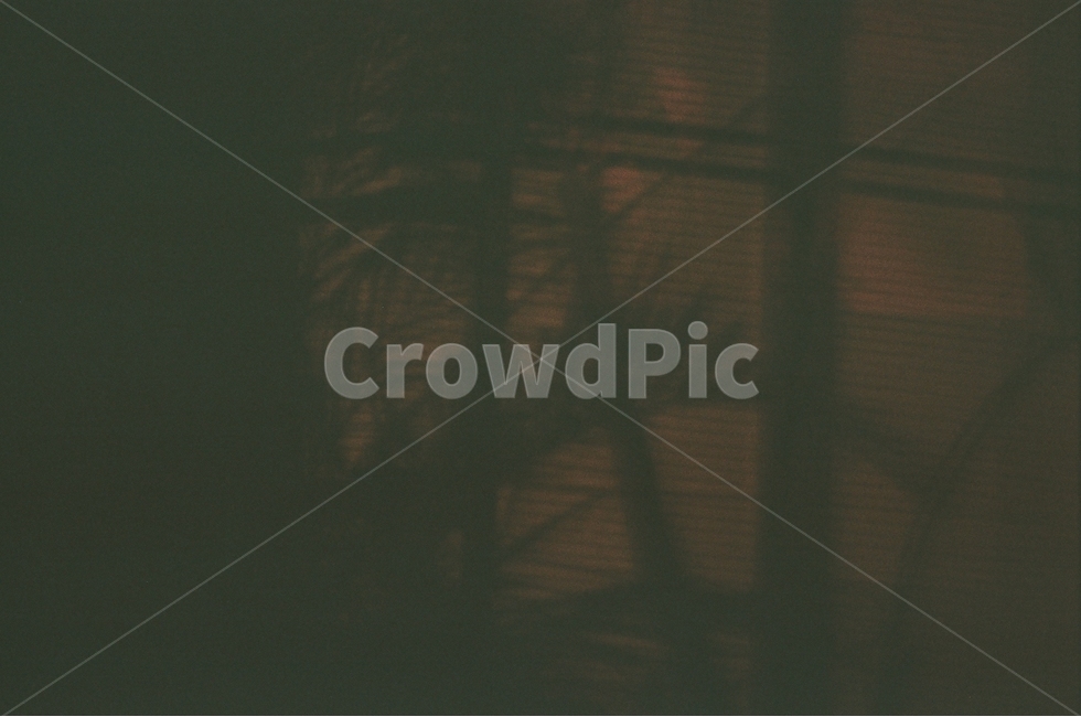 필름사진,그림자,film,shadow,식물,감성,sensible,feeling