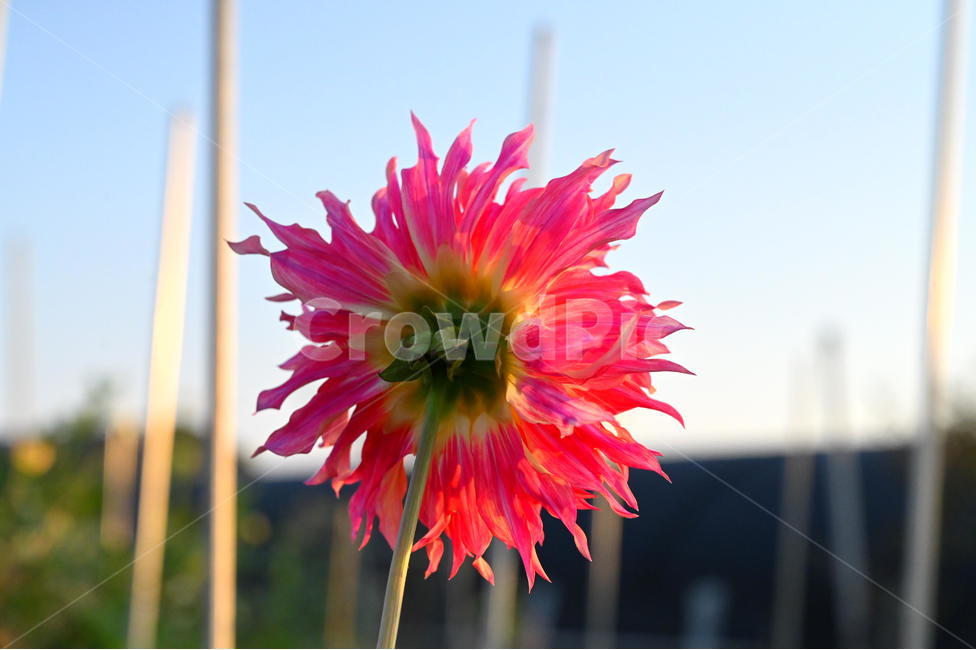 plant,식물,뒤,flower,꽃,식물,자연,plants,nature,꽃,flower