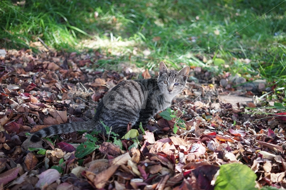고양이,야생,숲,공원,동물,동물,animal,포유류,mammal,고양이,cat,kitten,kitty