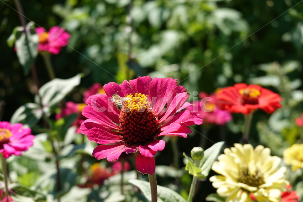 꽃축제,가을꽃,배경화면,자연,flower,autumn,nature,꽃밭,식물,자연,plants,nature,꽃,flower