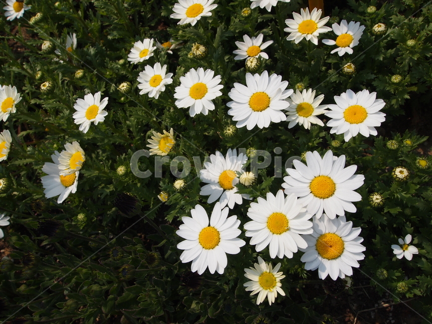 flower,꽃,plant,식물,자연,blossom,식물,자연,plants,nature,꽃,flower