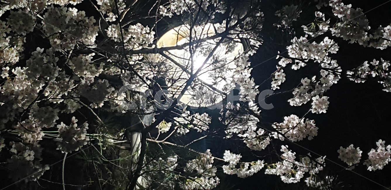 벛꽃,가로등,야경,달,꽃,풍경,봄,봄,계절,spring,season,야경,밤,풍경,nightscape,night,landscape,plant,식물,flower,blossom