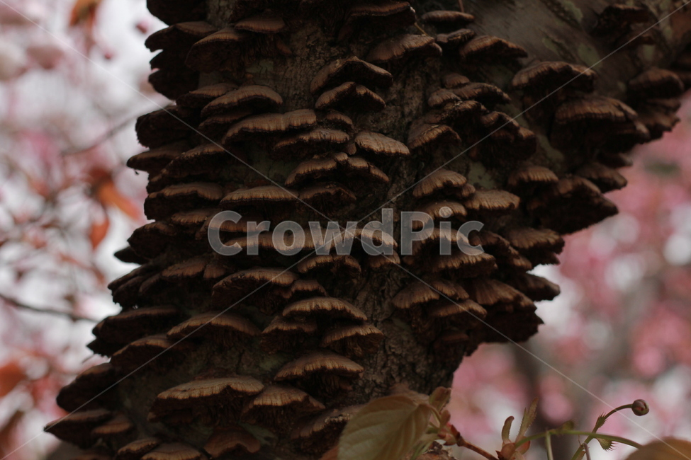 버섯,나무,나무버섯,곰팡이,효모,효소,기생,식물,자연,plants,nature,나무,trees,wood,버섯,mushroom