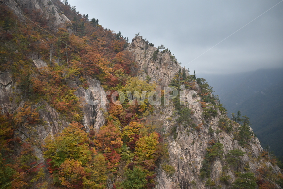 설악산,가을,autumn,mount,단풍,풍경,가을풍경,가을,계절,fall,autumn,season,자연,풍경,nature,landscape,한국자연풍경,한국자연경관,korea nature landscape,outdoors,옥외,plant,식물,tree,나무,cliff,낭떠러지
