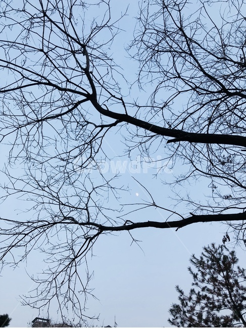 나무,가로수,나뭇가지,겨울,앙상함