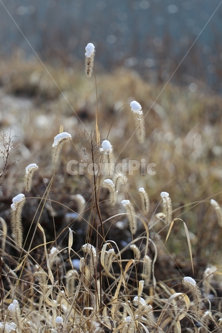 버들강아지,눈,풍경,겨울,마른풀,겨울,계절,winter,season,식물,자연,plants,nature
