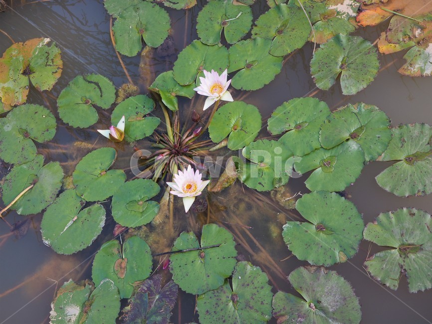 대구수목원,nature,자연,outdoors,물,water,연꽃,물가,연못