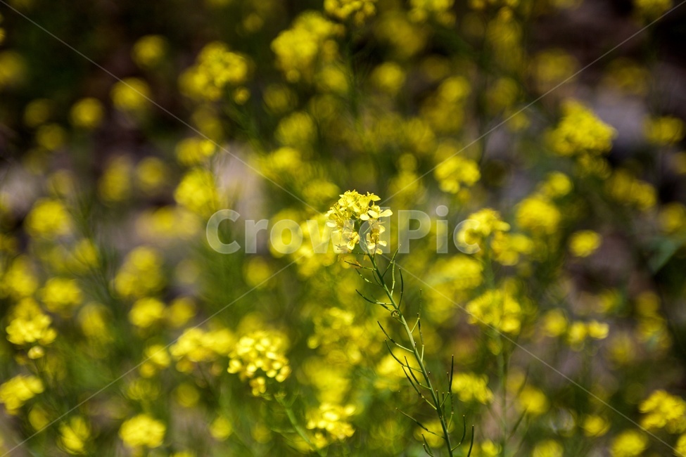유채꽃,rapeflower,노랑,yellow,노란꽃,유채,식물,자연,plants,nature,꽃,flower
