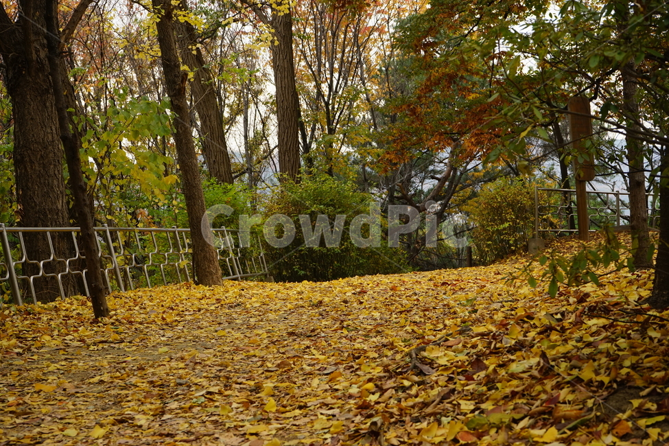 안산,자락길,가을,자연,낙엽,고엽,산책,forest,woods,nature,fallenleaves,sentiment,solitary,friend,힐링,휴식,시원함,고요함,healing,relaxation,cool,calm,느낌,감성,가을풍경,산책길,숲터널,산책로,느티나무,가을,계절,fall,autumn,season,자연,풍경,nature,landscape,tree,나무,plant,식물,ground,바닥,tree trunk,나무 줄기,leaf,잎