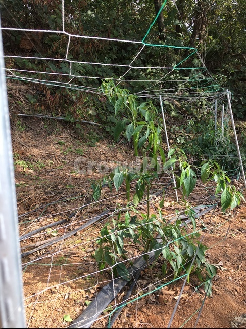 ground,바닥,고추,고추대,고추그물,땅,흙,농사