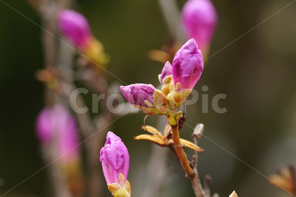 진달래,꽃,플라워,꽃봉오리,식물,자연,flower,nature,spring,접사,macro,클로즈업,closeup,tree,숲,숲속,산림,삼림,조경,plants,봄꽃,감성,힐링,풍경,landscape,식물,자연,plants,nature,봄,계절,spring,season,꽃,flower,plant,blossom
