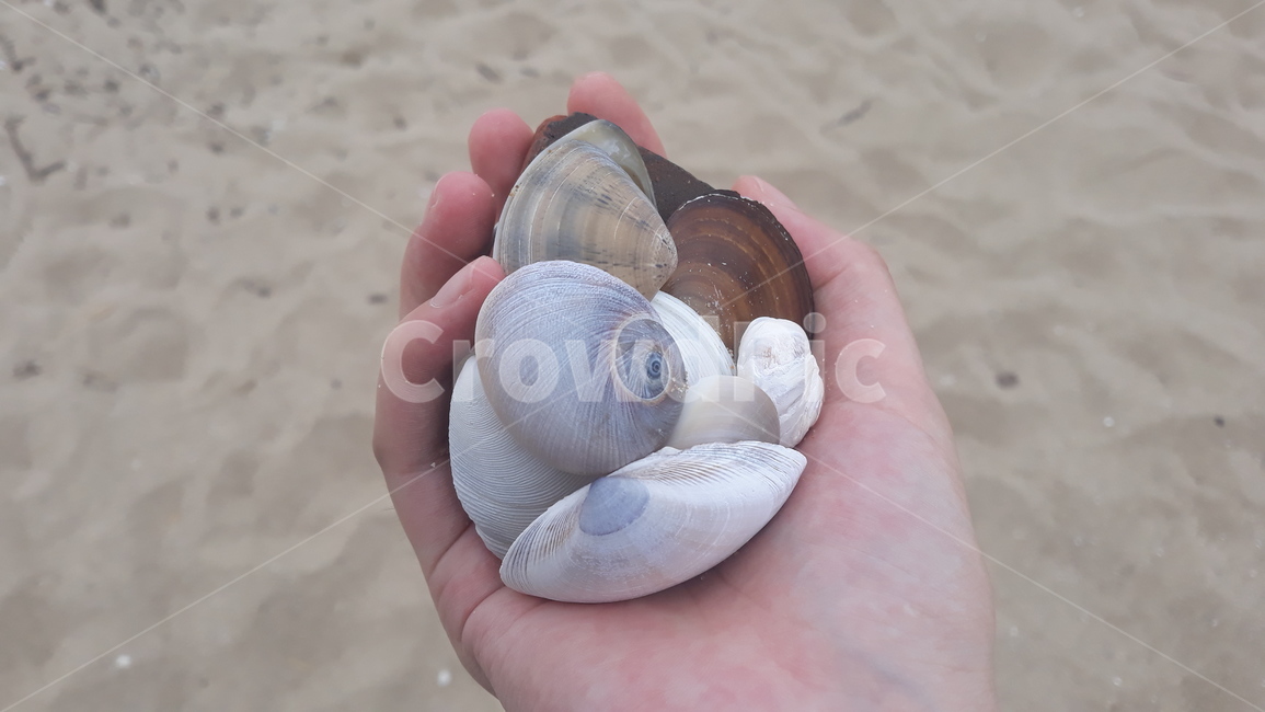 바닷가,바다,조개껍질,조개,손,sea,shellfish,shellofshell,beach,nature,자연,여름,summer,계절,season