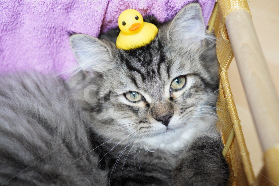 고양이,귀여운고양이,어린고양이,페르시안고양이,냥이,야옹이,반려묘,cat,cutecat,동물,animal,포유류,mammal,고양이,cat,kitten,kitty