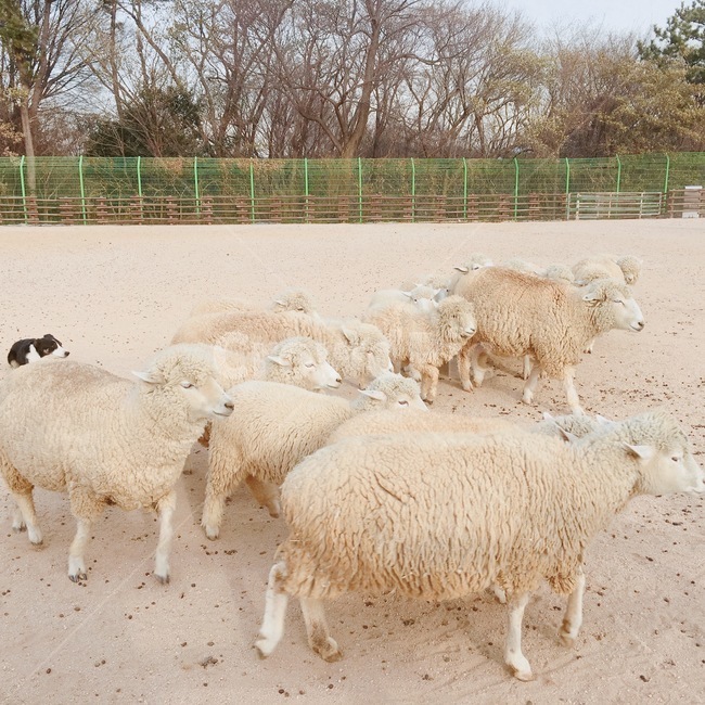 양,동물,sheep,animal,포유류,양털,농장,양농장,mammal,부산,한국,양몰이,개