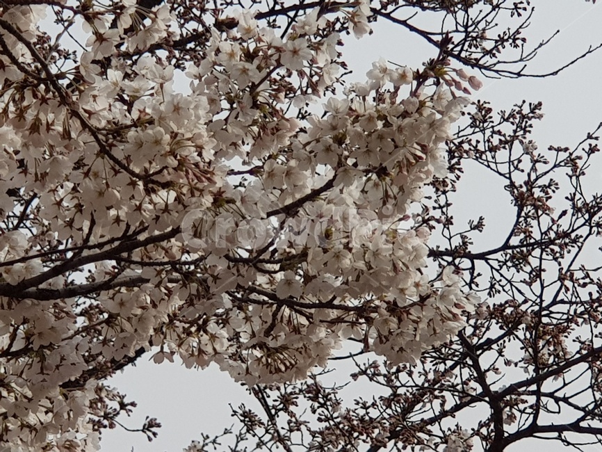 벚꽃,나무,맑은,날씨,자연