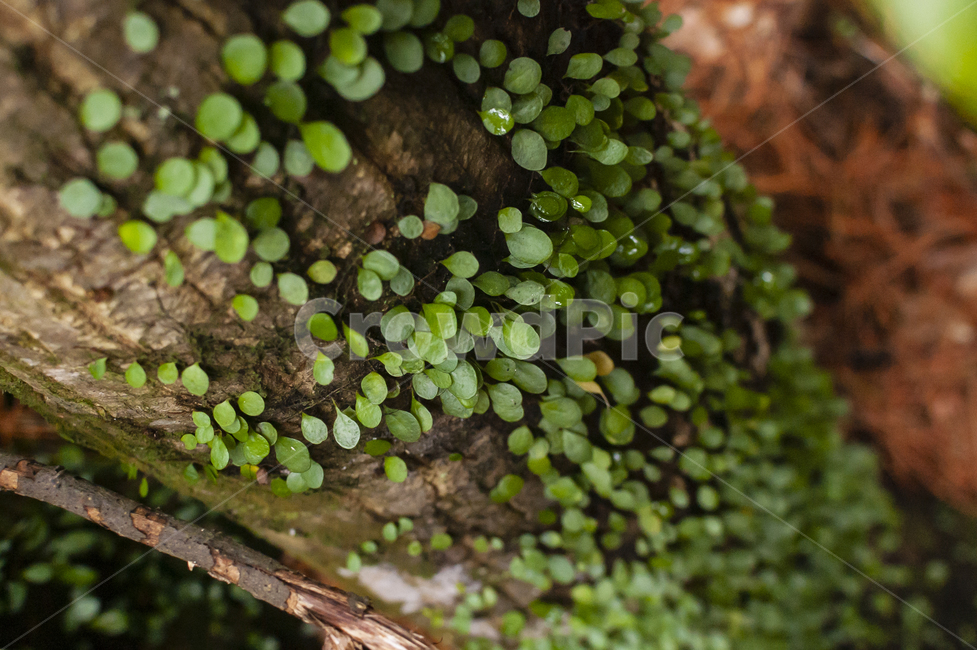 이끼,숲,자연,식물,nature,plant,초록색,숲속,감성,감성사진,식물,자연,plants,nature