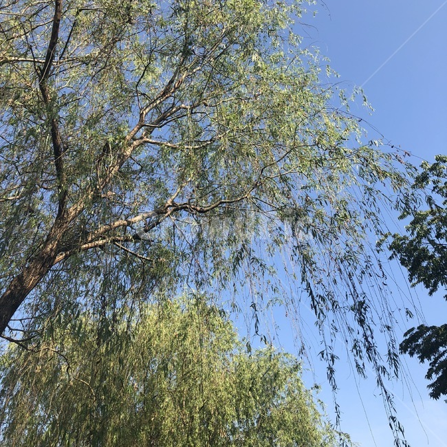 버드나무,나무,식물,하늘,자연,초록,하늘색,willows,tree,plants,sky,nature,green,skyblue,yanagiki,ki,shokubutsu,sora,midori,sorairo,식물,자연,plants,nature,나무,trees,wood