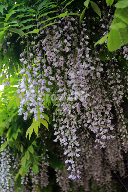 등나무꽃,꽃,등나무,flower,봄꽃